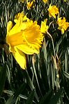 Daff