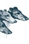 Greyhounds