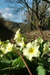 Primroses bloom where once there were brambles © Keith Bird