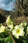 Primroses © Keith Bird