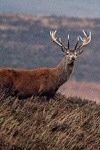 Exmoor stag