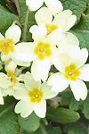 Primroses