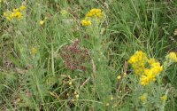 Ragwort