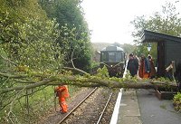 Tree down at Stogumber